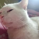 Hammad Nasir - @hammadnasir48 - Instagram
