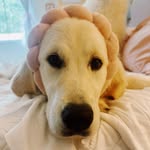 Hampton Honey Jones🌸🍯 - @hamptonthe_golden - Instagram