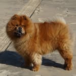 Hampton Jones Burtner-Chow - @hampton.chow - Instagram