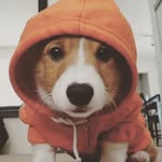 Cute Animals! 😻 hampton tucker - @cute.animalz.ig_ - Instagram