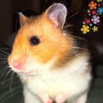 Hamy von Hamsterdam - @hamy_vonhamsterdam - Instagram