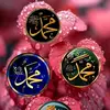 MalikHamza786 - @hamzailyas1973 - TikTok