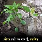 Hamza Patel - Facebook