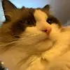 hanmeng - @mcaaaaat - TikTok