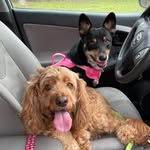 Hana & Bailey - @hanaandbailey - Instagram
