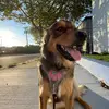 Hana Bean - @hanathebeancake - TikTok