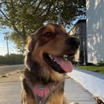 Hana Bean - @hanathemixshepard - Instagram