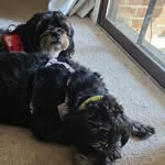 Tucker&Hana - @tuckerduck_hanabean - Instagram