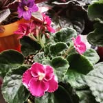 گل و گیاه زینتی هانا - @hanagreenery - Instagram