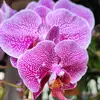 Hanayu - @hanayu6610 - TikTok