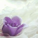 @hanan_alabdullah5 - Instagram