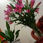 Hang Phung - @hang.phung.9277583 - Instagram