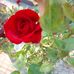 Hanh Ta - Facebook