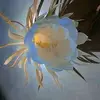 𝐇𝐚𝐧𝐢 𝐇𝐚𝐫𝐨𝐮𝐧 - @user6152047374841 - TikTok