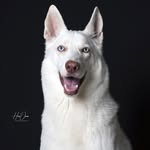 Hani Omar - @zoomie.studio - Instagram