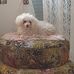 Hanifa Halilovic - Facebook