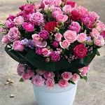 Hanifa Halilovic - @halilovichanifa - Instagram