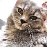 Haniya Raza - @haniyaraza45 - Instagram