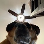 Hank - @hank.backerman - Instagram
