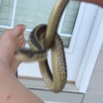 Hank T.ackerman - @hank_the_tank21 - Instagram