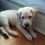 Hank Thomas Aackerman - @hankackerman16 - Instagram