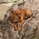 Hank Allen Arrowood - @hankthetanka - Instagram