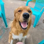 Hank Allen Mullin - @handsome_hank_the_doggo - Instagram