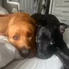 Hank and Winnie 🐾 - @hank_and_winston - TikTok