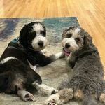 BAILEY AND HANK - @bailey.hank_insta - Instagram