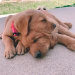 Hank & Bailey - @hank_bailey1 - Instagram