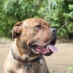 HANK | BAILEY | PIPER - @hank.the.mastiff - Instagram