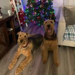 Hank and Bailey The Airedale Terrier’s - @hank.bailey_airedales - Instagram