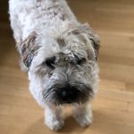 Hank Bailey - @hank_the_wheaten_terrier - Instagram