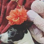 Hank Bailey - @hankbailey54 - Instagram