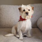 Hank Henri Nouwen Bailey - @hanknbailey - Instagram