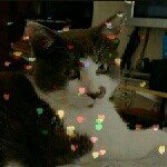 Henry 'Hank' Bailey - @hankthekittyplank - Instagram