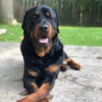 Hank Mardukas Baker - @thegooddoghank - Instagram