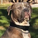 Hank Ball - @hankballandfriends - Instagram