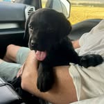 Hank Barber - @the_lab_hank - Instagram