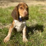 Hank the Chocolate Beagle - @hank.barber.thebeagle - Instagram