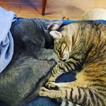 Hank and Bauer - @catsondad - Instagram
