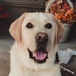 Hank Bauer - @hank_bauer4 - Instagram