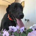Hank Bauer - @hank_the_tank_bauer - Instagram