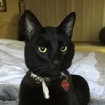 Hank Bauer - @hankthecowdogbauer - Instagram
