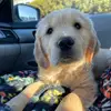 Hank - @hank_thebeachdog - TikTok