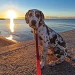 Hank The Great Dane - @hankofthebeach - Instagram