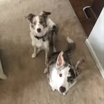 @hank.and.beck - Instagram