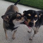 Hank & Bella - @hankandbellarescue - Instagram