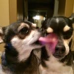 Hank & Bella - @hankandbella - Instagram