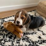 Hank 🐶 - @hankbell_puppylife - Instagram